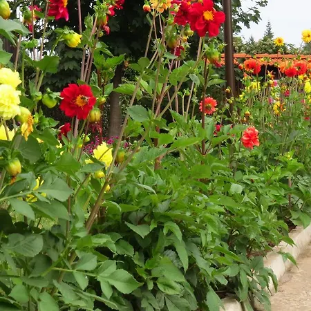 Hotel Edelweiss Park Bansko